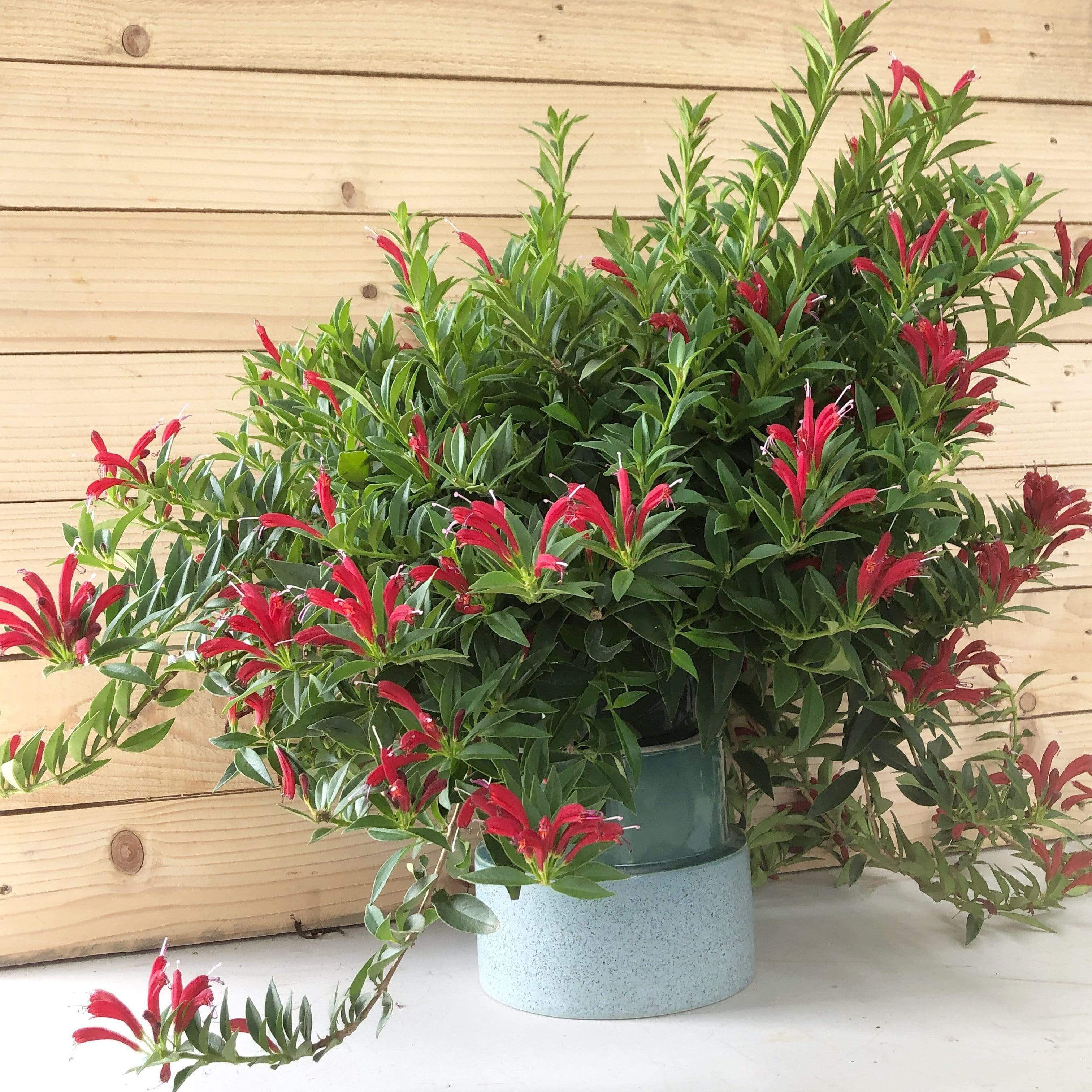 Aeschynanthus 'Japhrolepis' | Lipstick Plant (P18 Hanging Pot) - Image 5