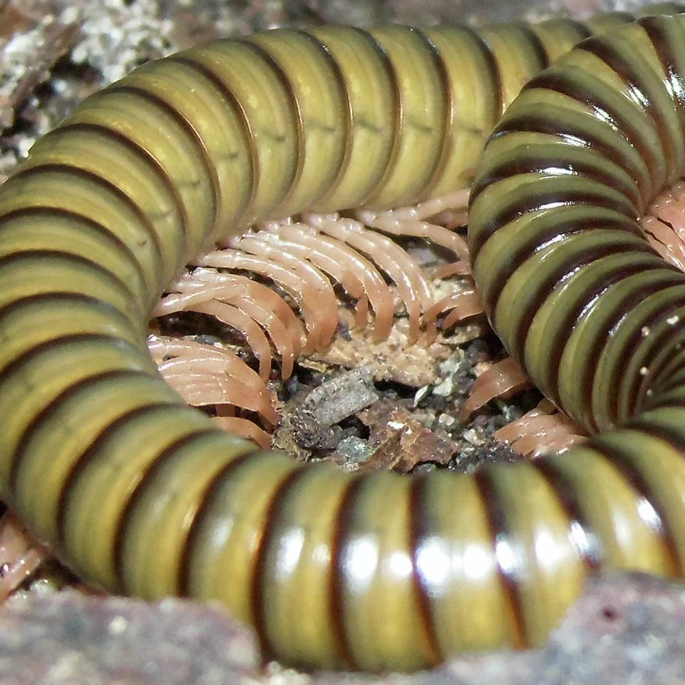 African Olive Millipede - Image 2