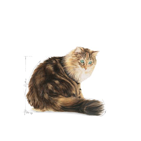 Royal Canin Ageing 12+ Jelly Senior Cat Food (Joint & Kidney) - 85g - Image 3