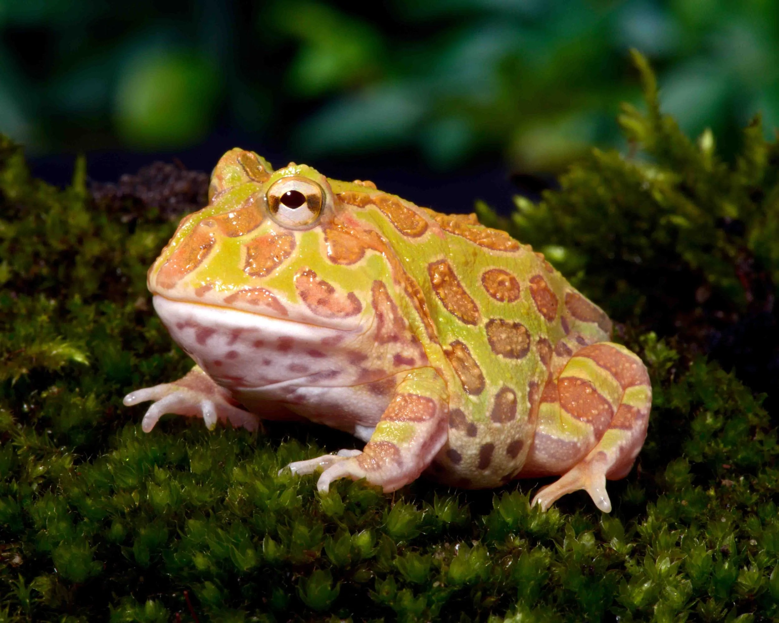 Albino Pacman Frog - Image 3