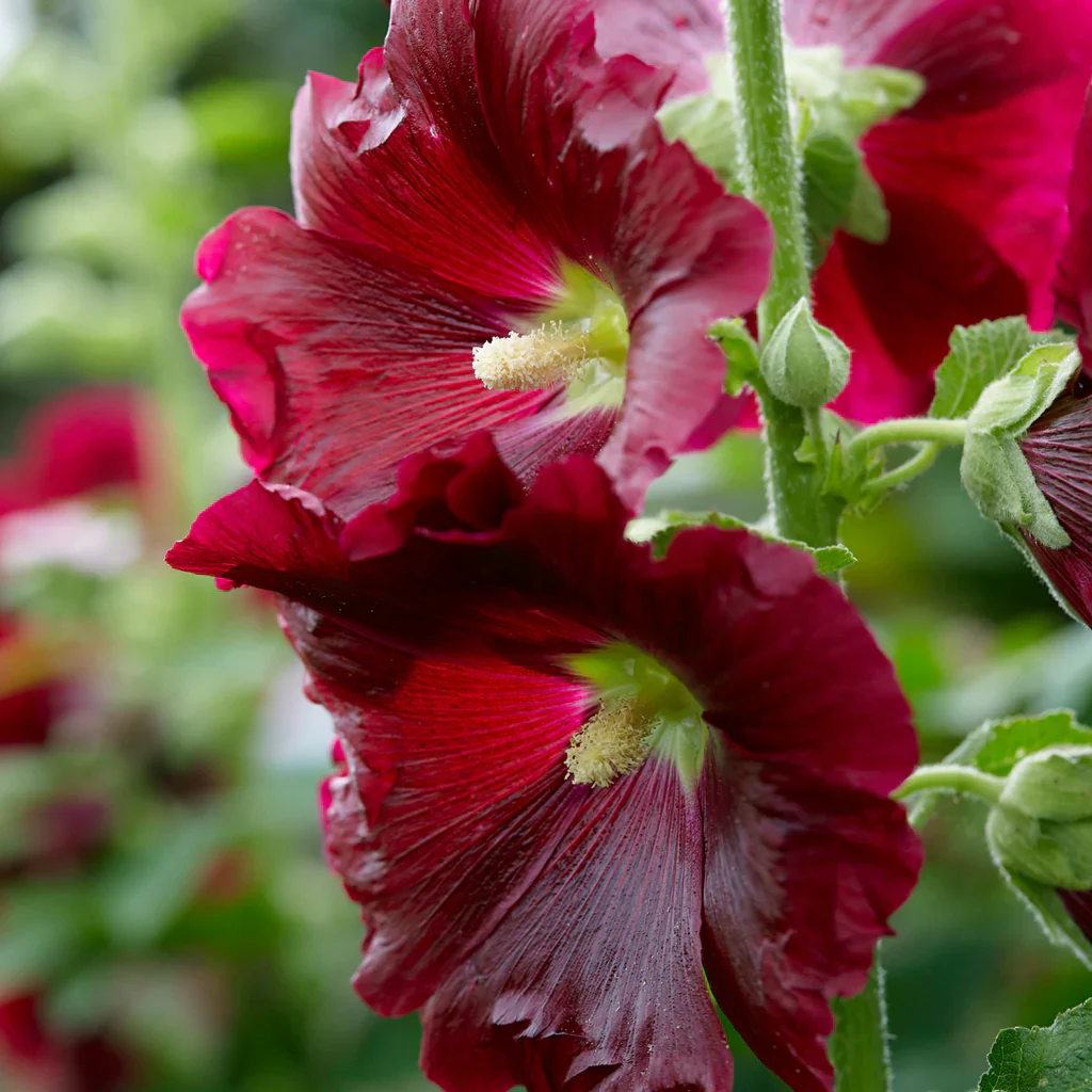 Alcea Rosea Red | Hollyhock