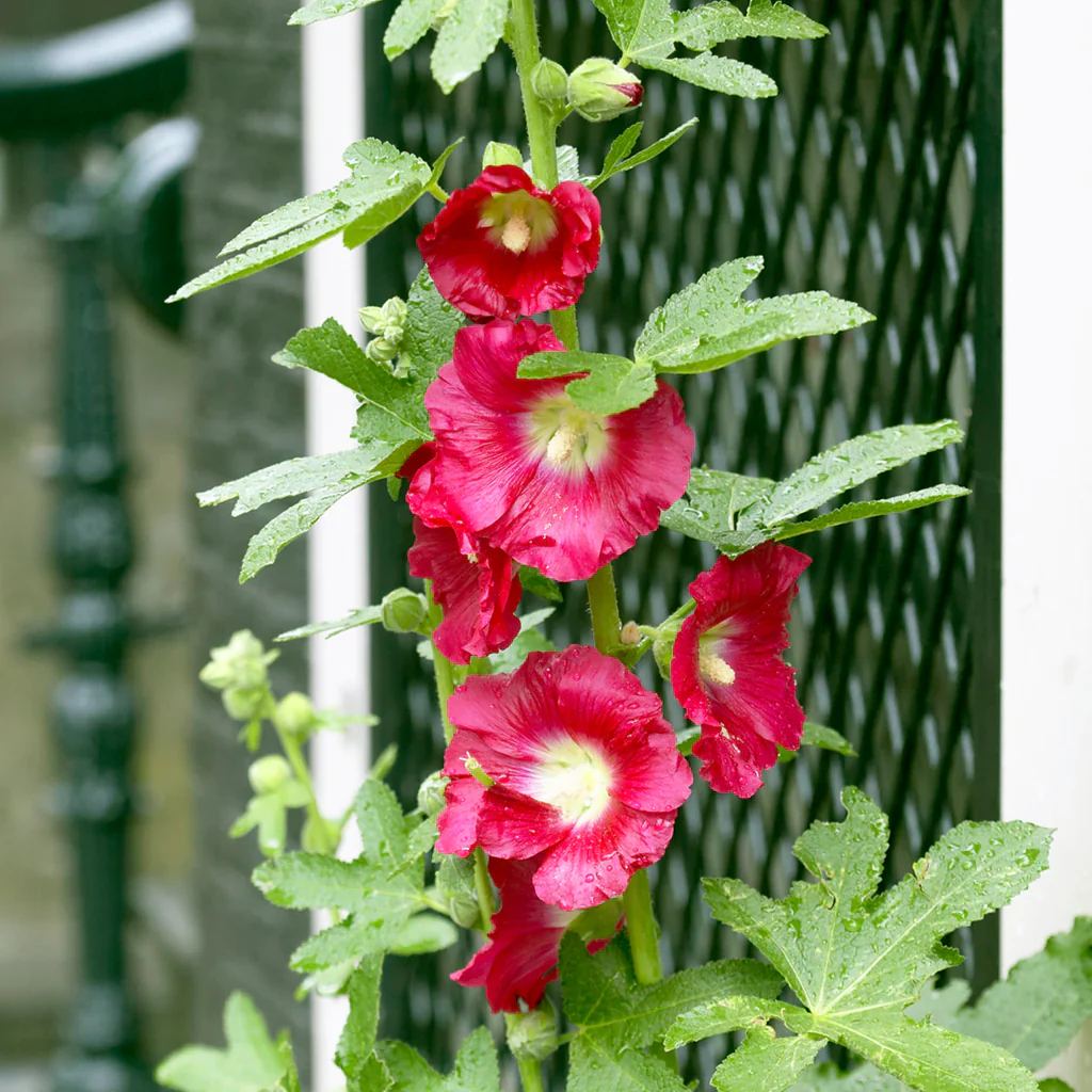 Alcea Rosea Red | Hollyhock - Image 2