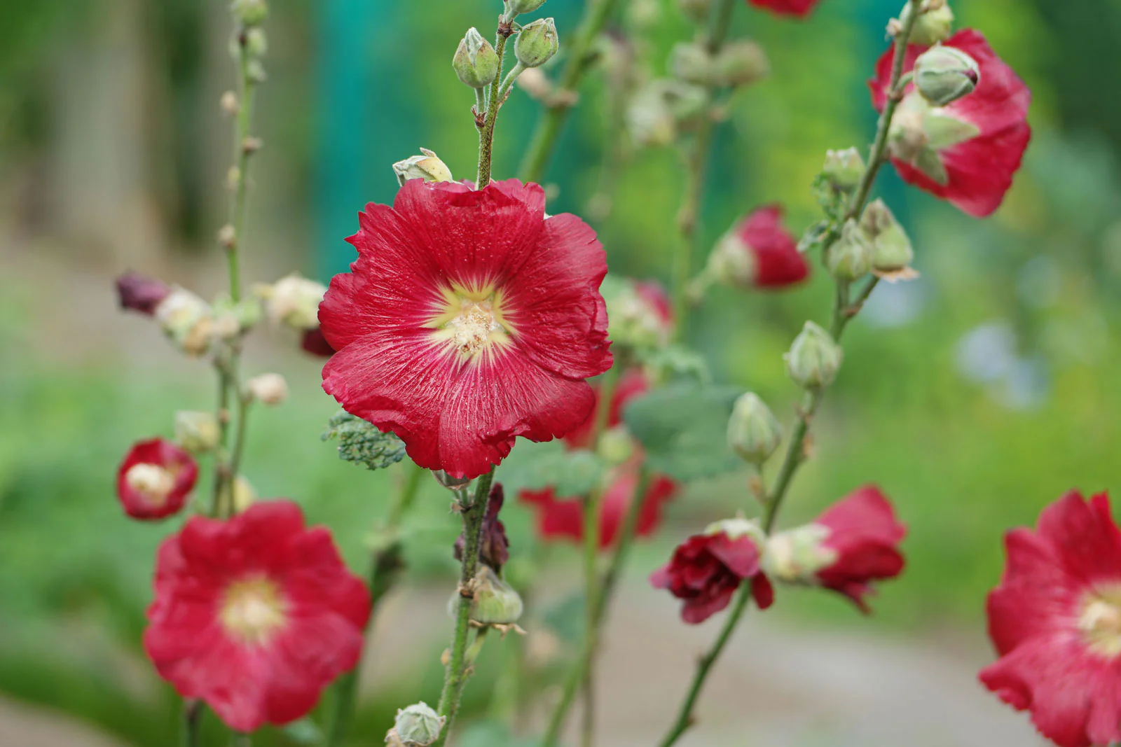 Alcea Rosea Red | Hollyhock - Image 3
