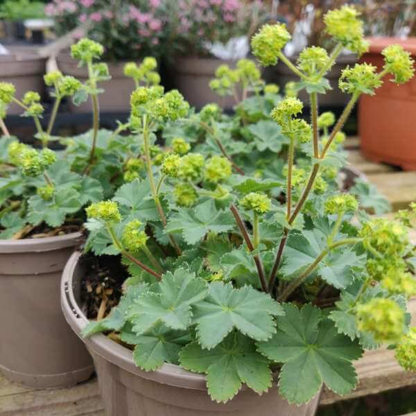 Alchemilla erytropoda 'Alma' 2L - Image 3