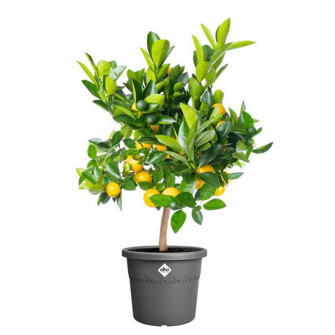 Algarve Cilindro 35cm Anthracite - Image 2