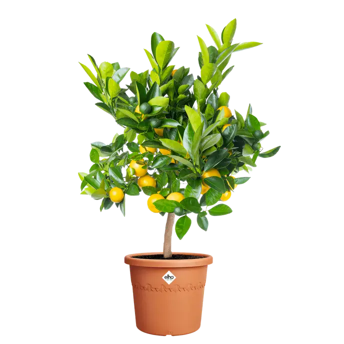 Algarve Cilindro 35cm Terracotta - Image 2