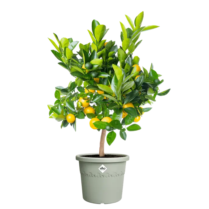 Algarve Cilindro 35cm Thyme Green - Image 2