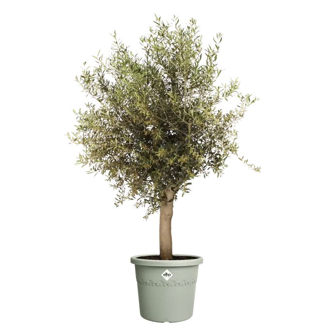 Algarve Cilindro 40cm Thyme Green - Image 2