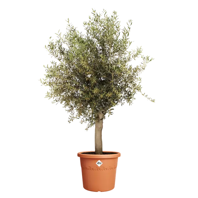 Algarve Cilindro 48cm Terracotta - Image 2