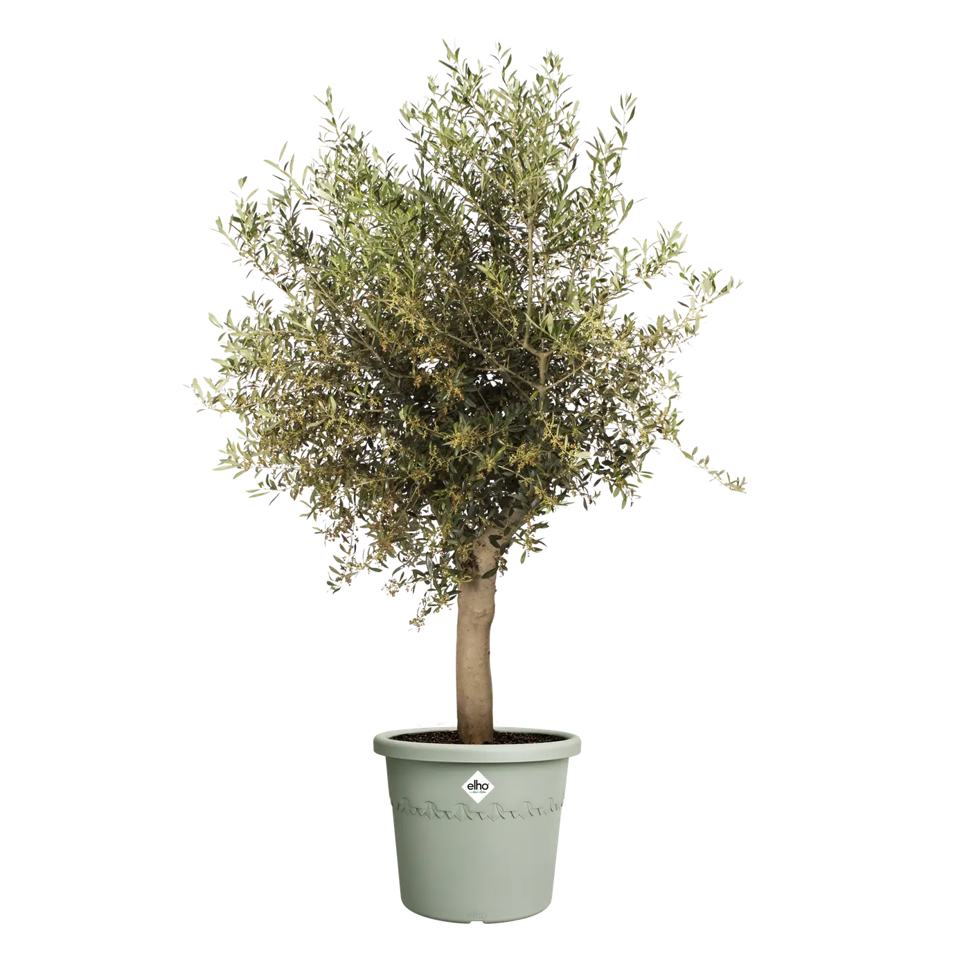 Algarve Cilindro 48cm Thyme Green - Image 4