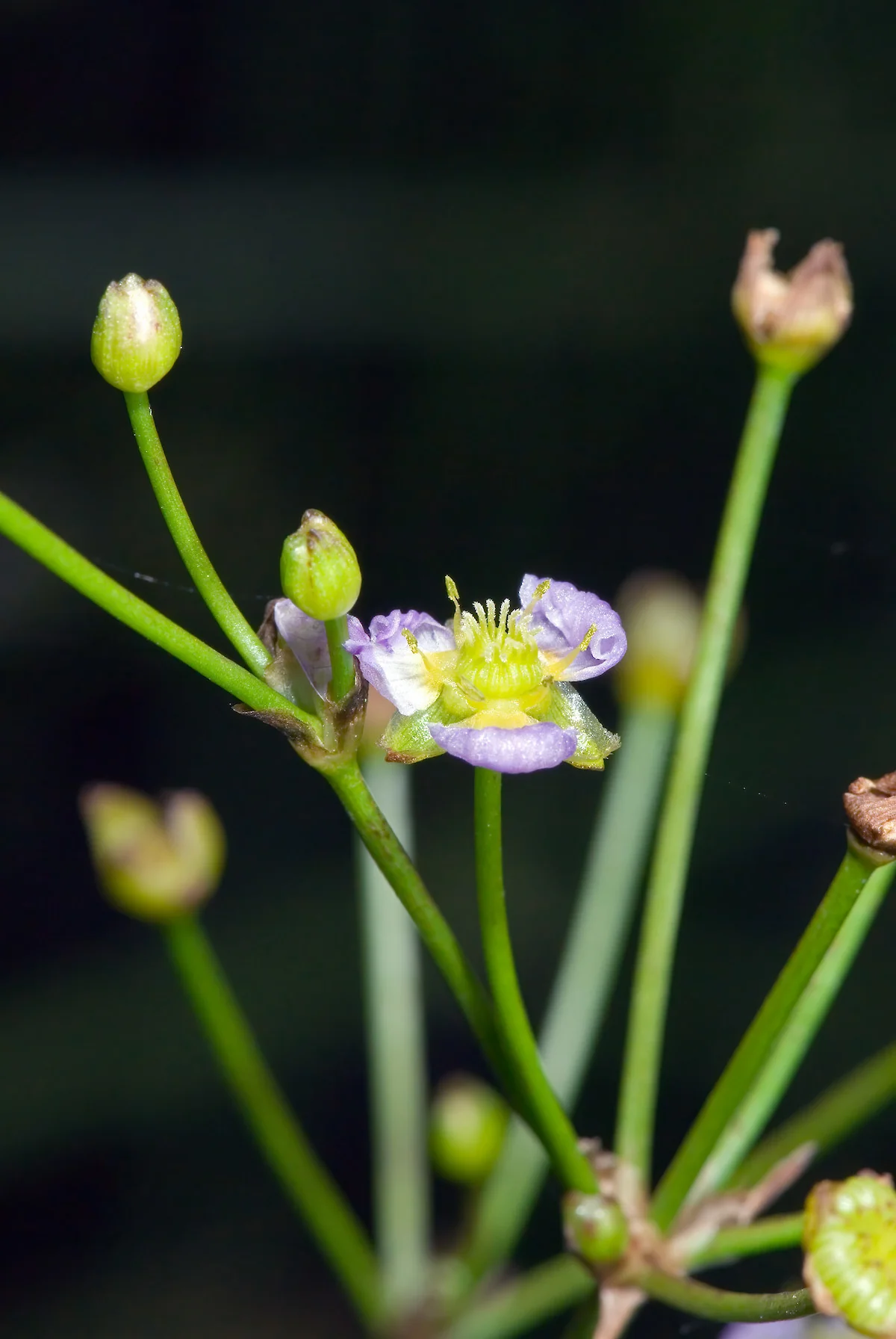Alisma lanceolatum P9