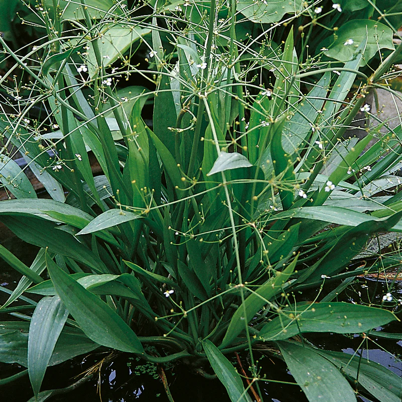 Alisma lanceolatum P9 - Image 2
