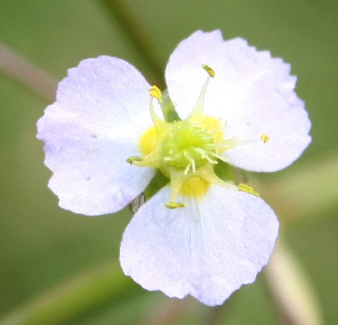 Water Plantain | Alisma plantago-aquatica P9 - Image 2