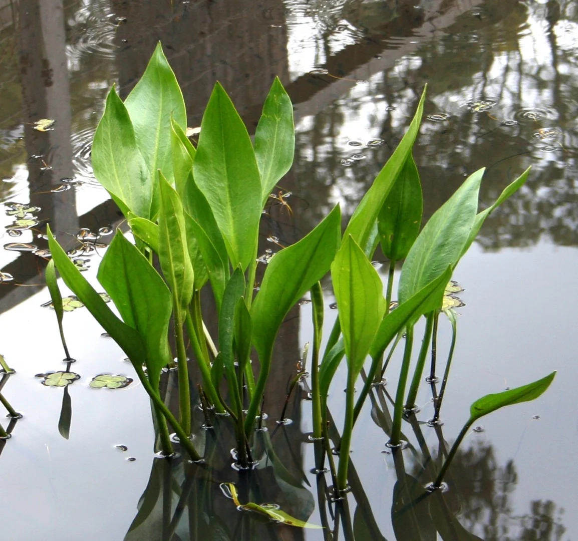 Water Plantain | Alisma plantago-aquatica P9 - Image 3