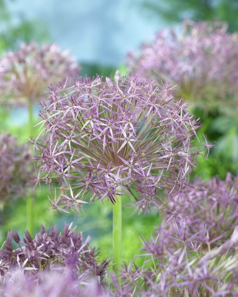 Allium christophii 2L - Image 2