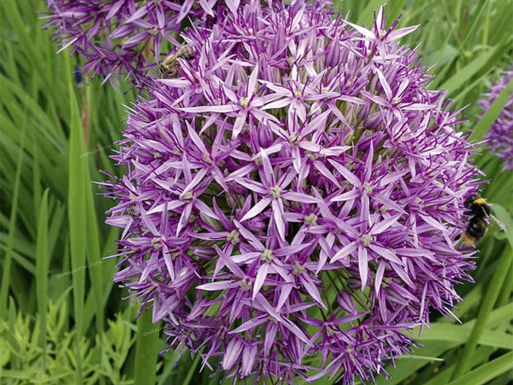 Allium christophii 2L - Image 3