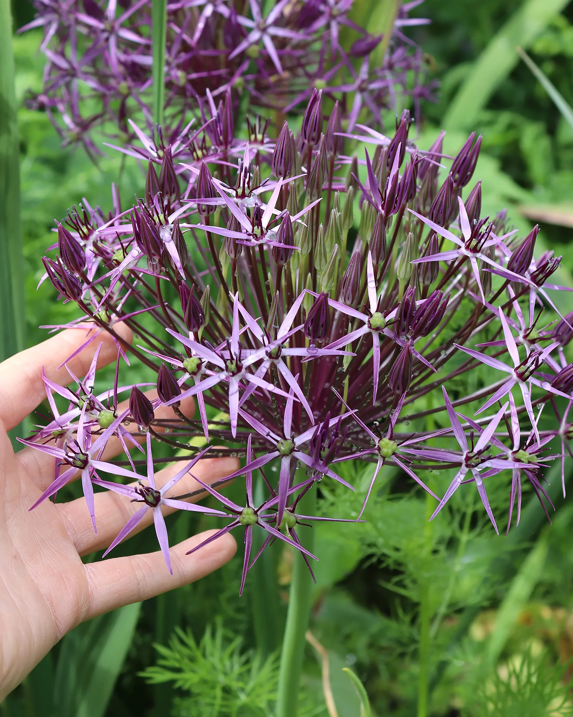 Allium christophii 2L - Image 4
