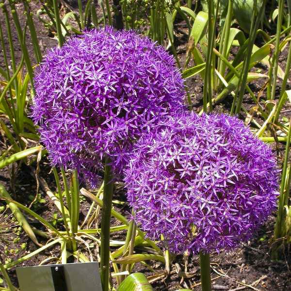 Allium Christophii | Star of Persia (3 Litre) - Image 2