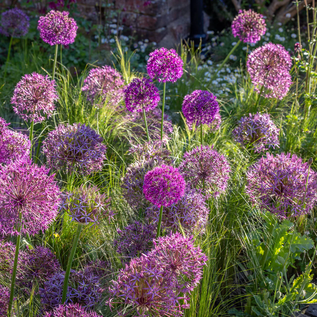 Allium Christophii | Star of Persia (3 Litre) - Image 3