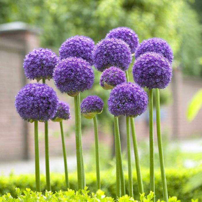 Allium 'Gladiator' 3L