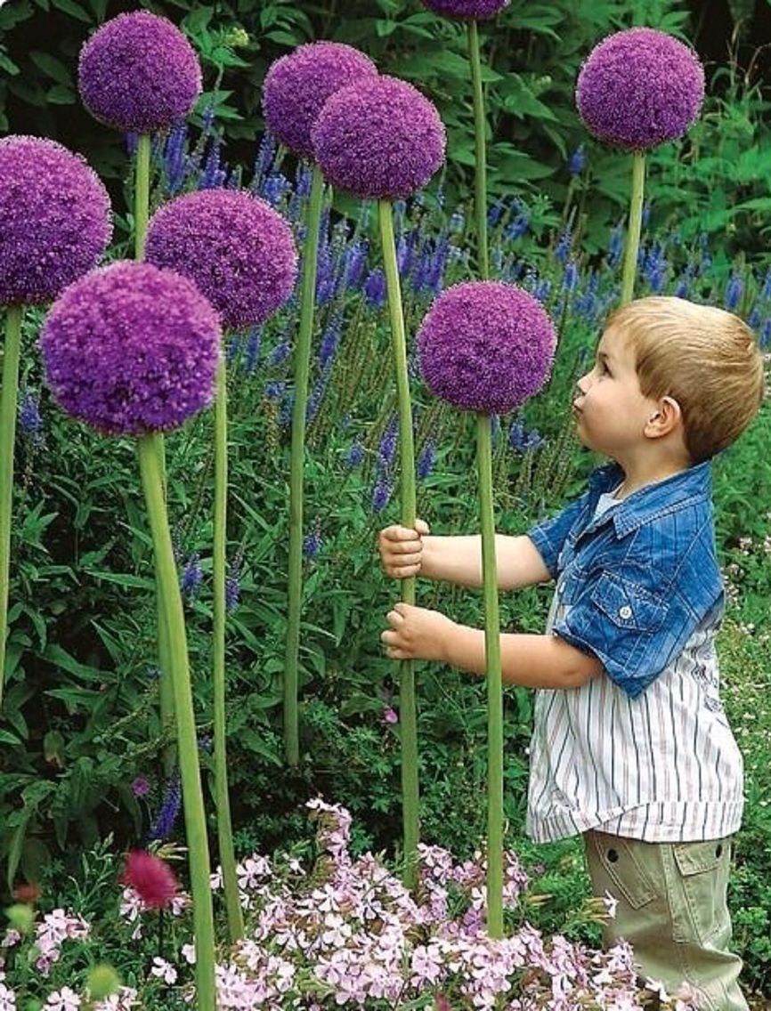Allium 'Gladiator' 3L - Image 2