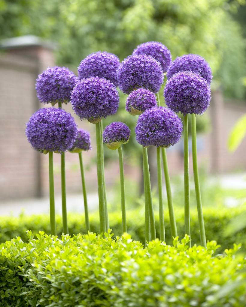 Allium 'Gladiator' 3L - Image 3
