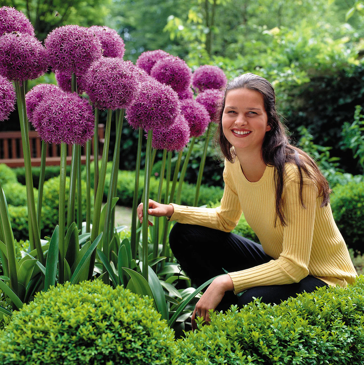 Allium Globemaster