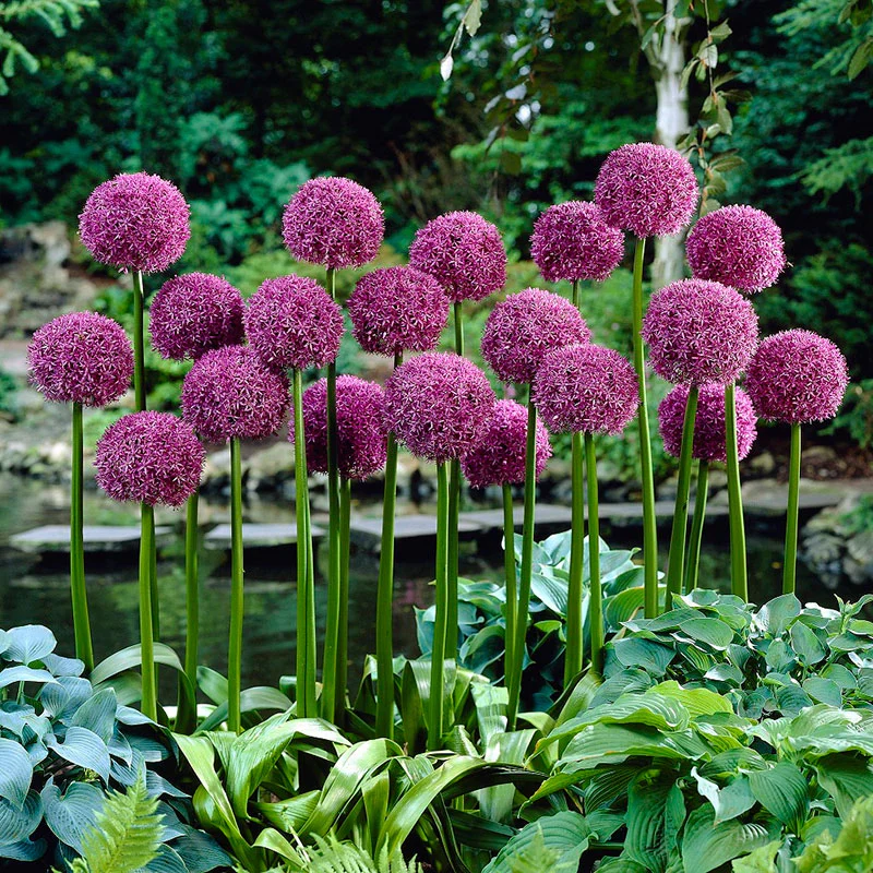 Allium Globemaster - Image 2