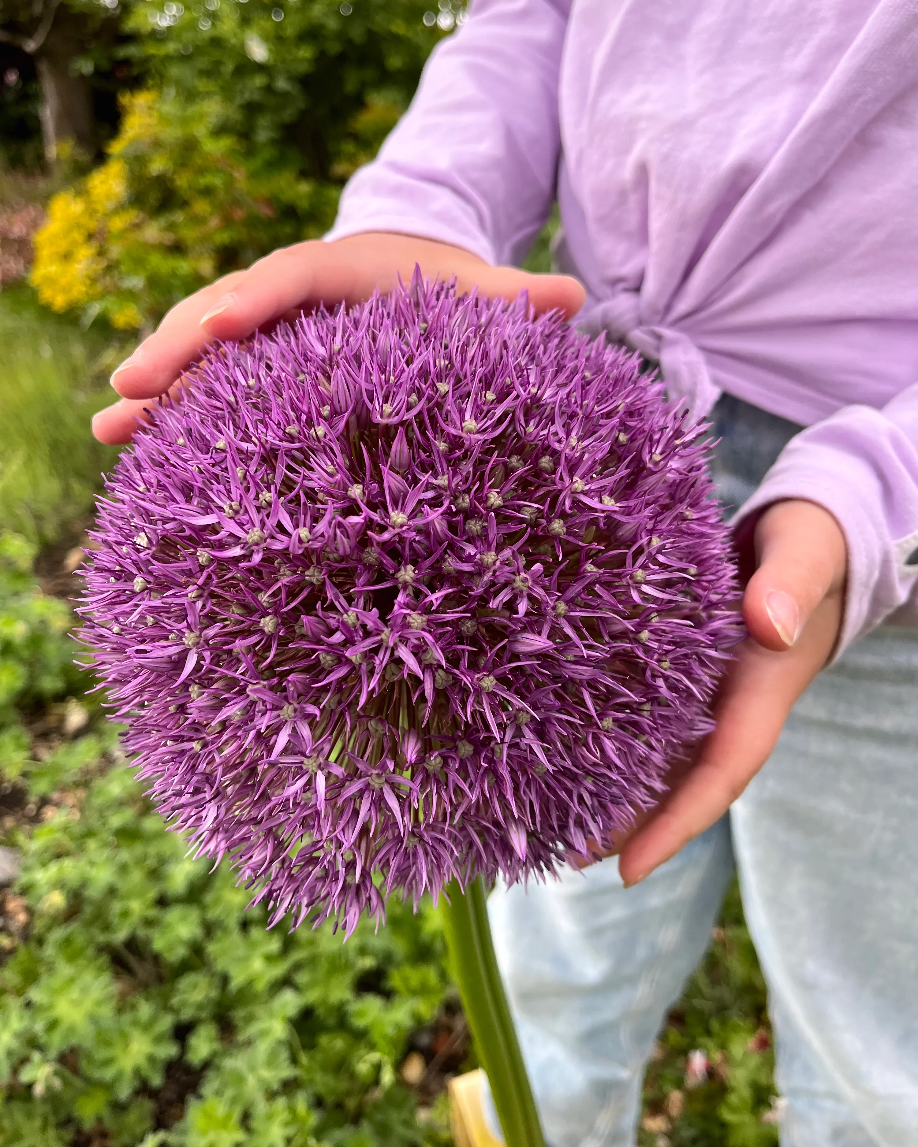 Allium Globemaster - Image 3