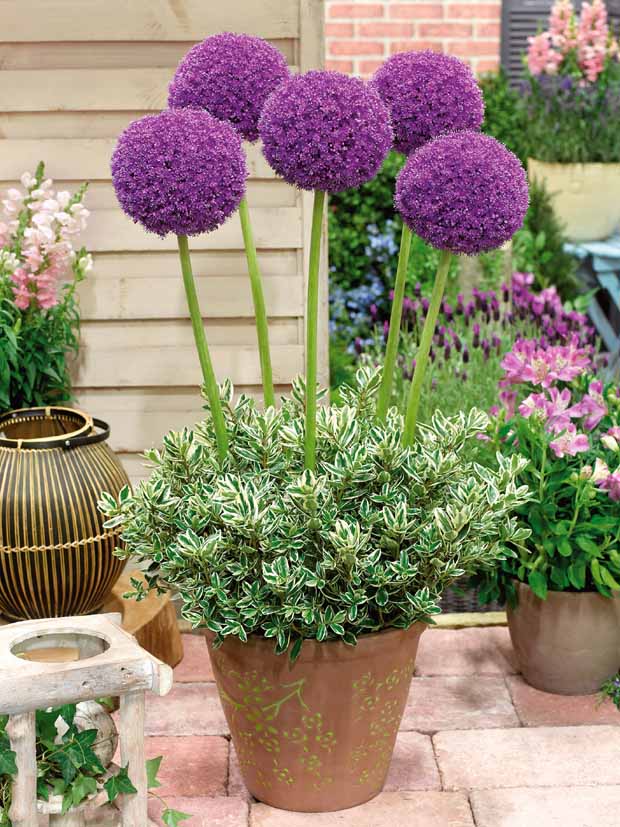 Allium Globemaster - Image 4