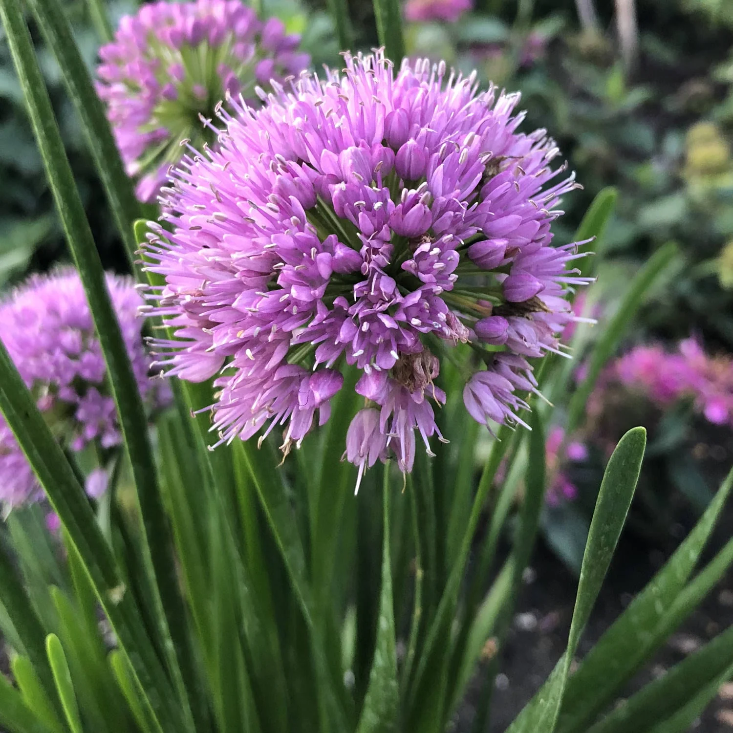 Allium 'Millenium' (2 Litre)