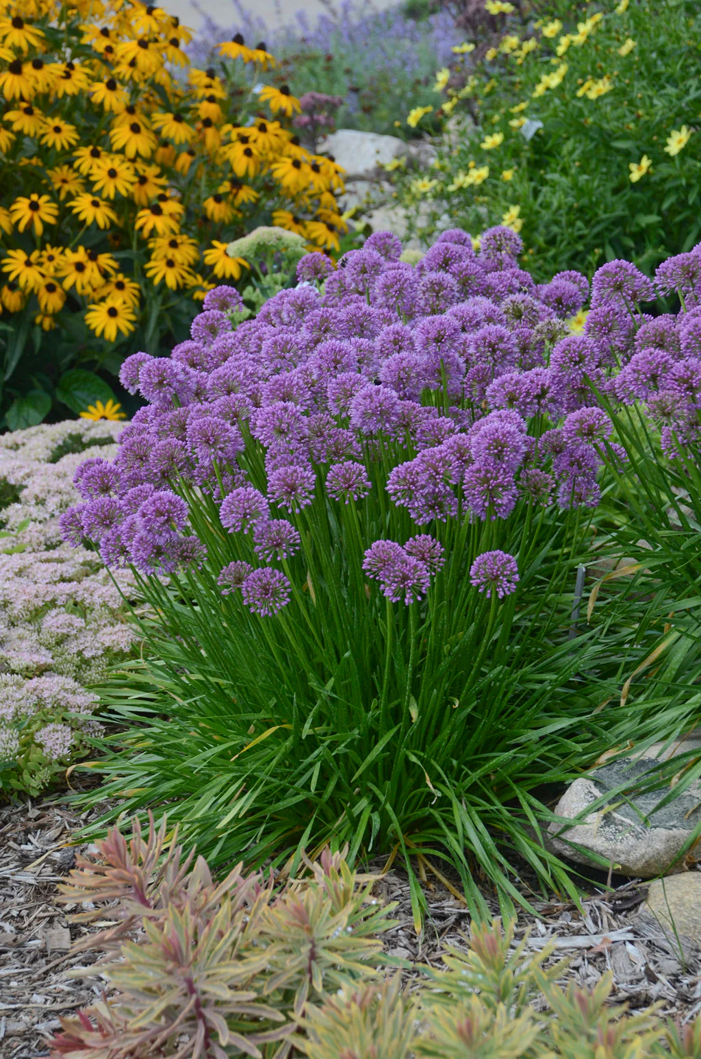 Allium 'Millenium' (2 Litre) - Image 3