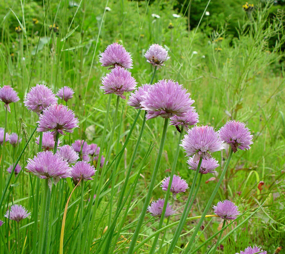 Allium schoenoprasum (Chives) P9 - Image 2