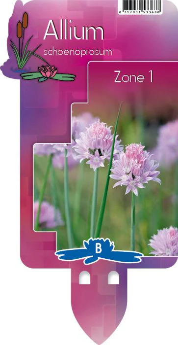 Allium schoenoprasum (Chives) P9 - Image 3