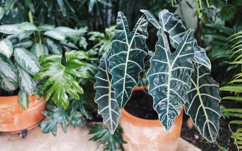 Alocasia Polly | African Mask Plant - Image 2