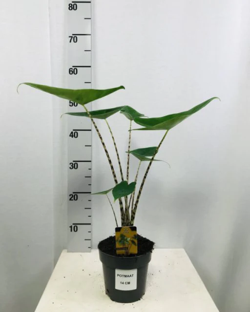 Alocasia Zebrina (P14)