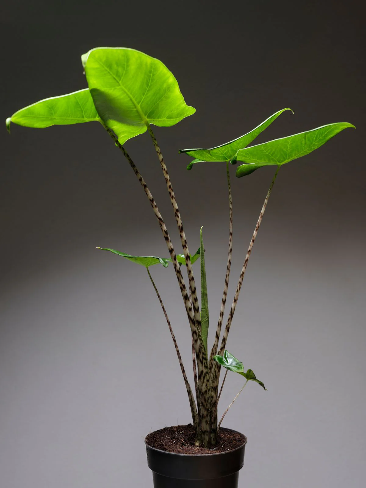 Alocasia Zebrina (P14) - Image 2