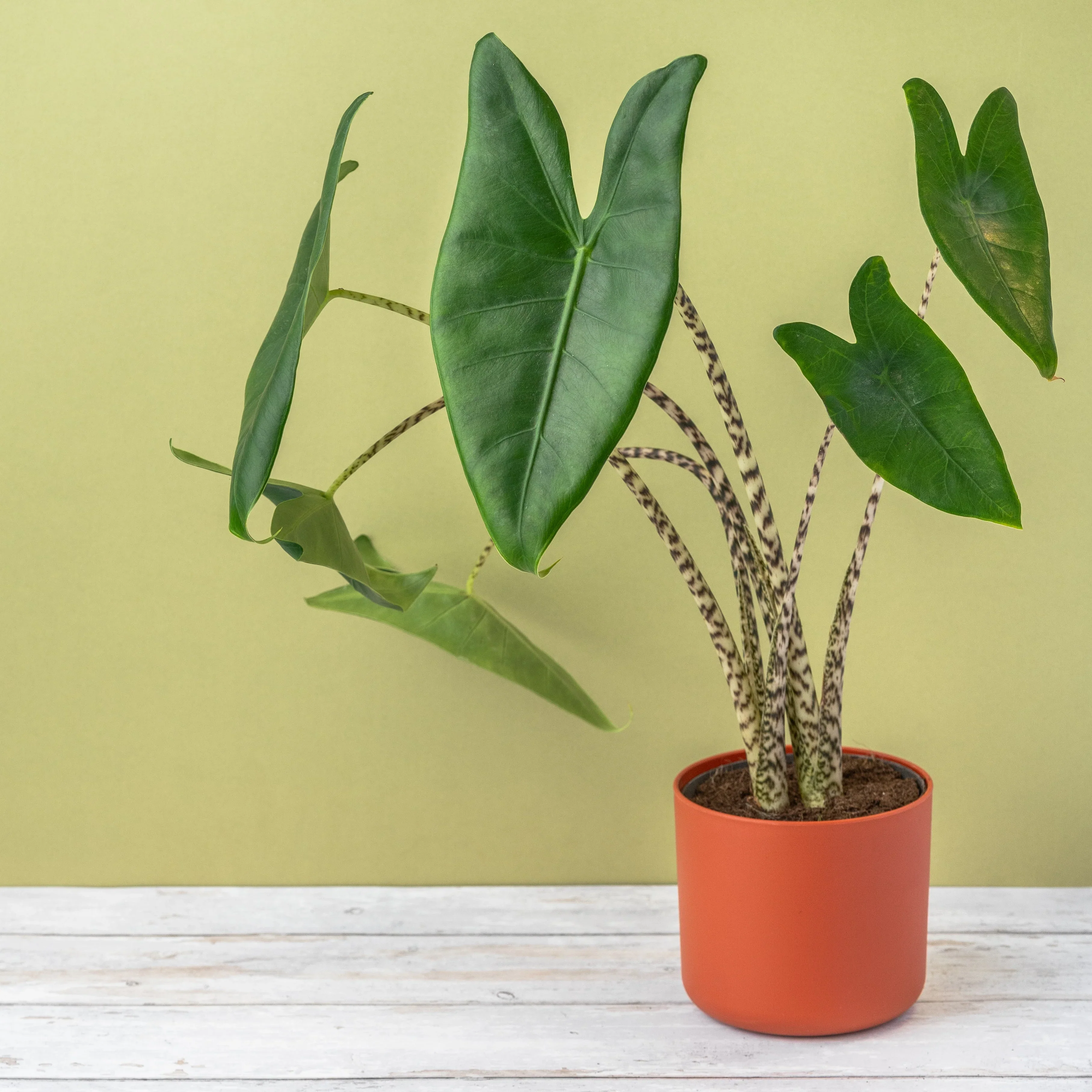 Alocasia Zebrina (P14) - Image 3