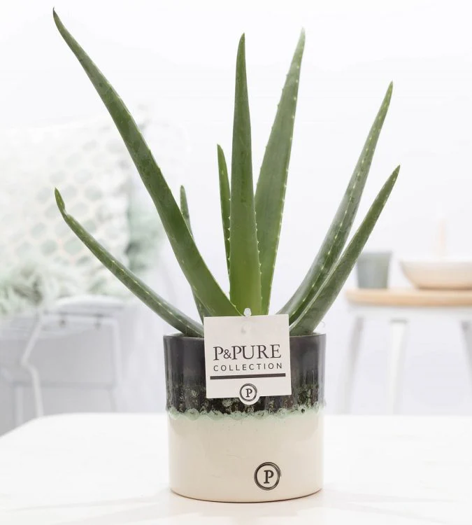 Aloe vera in 12 cm ceramic 'Illusion' Pot