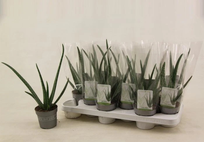Aloe Vera Plant P10.5