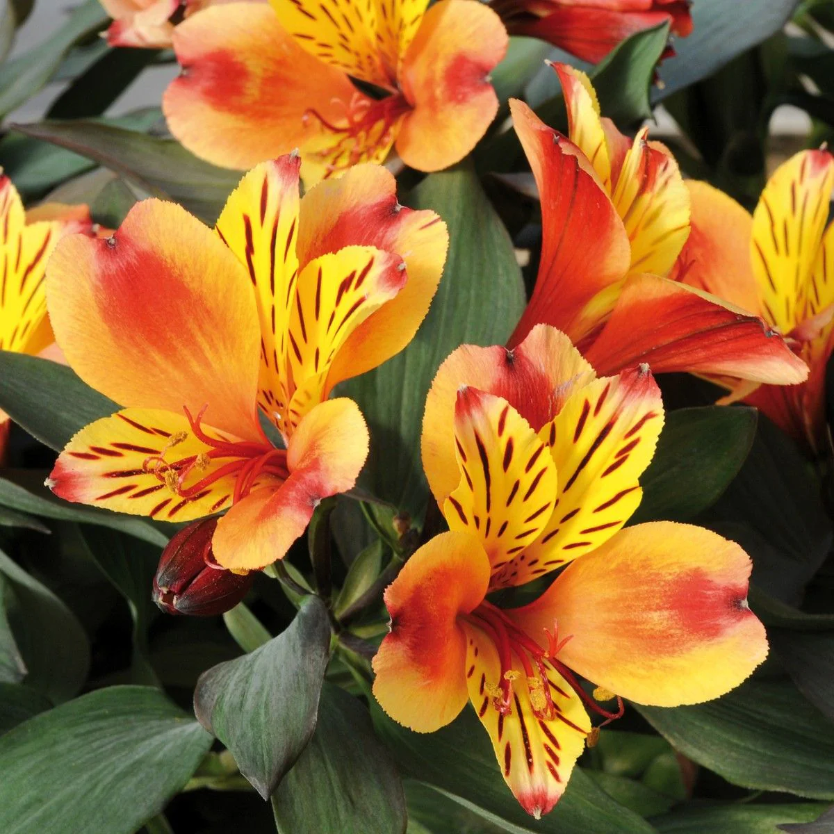 Alstroemeria 'Indian Summer' | Peruvian Lily