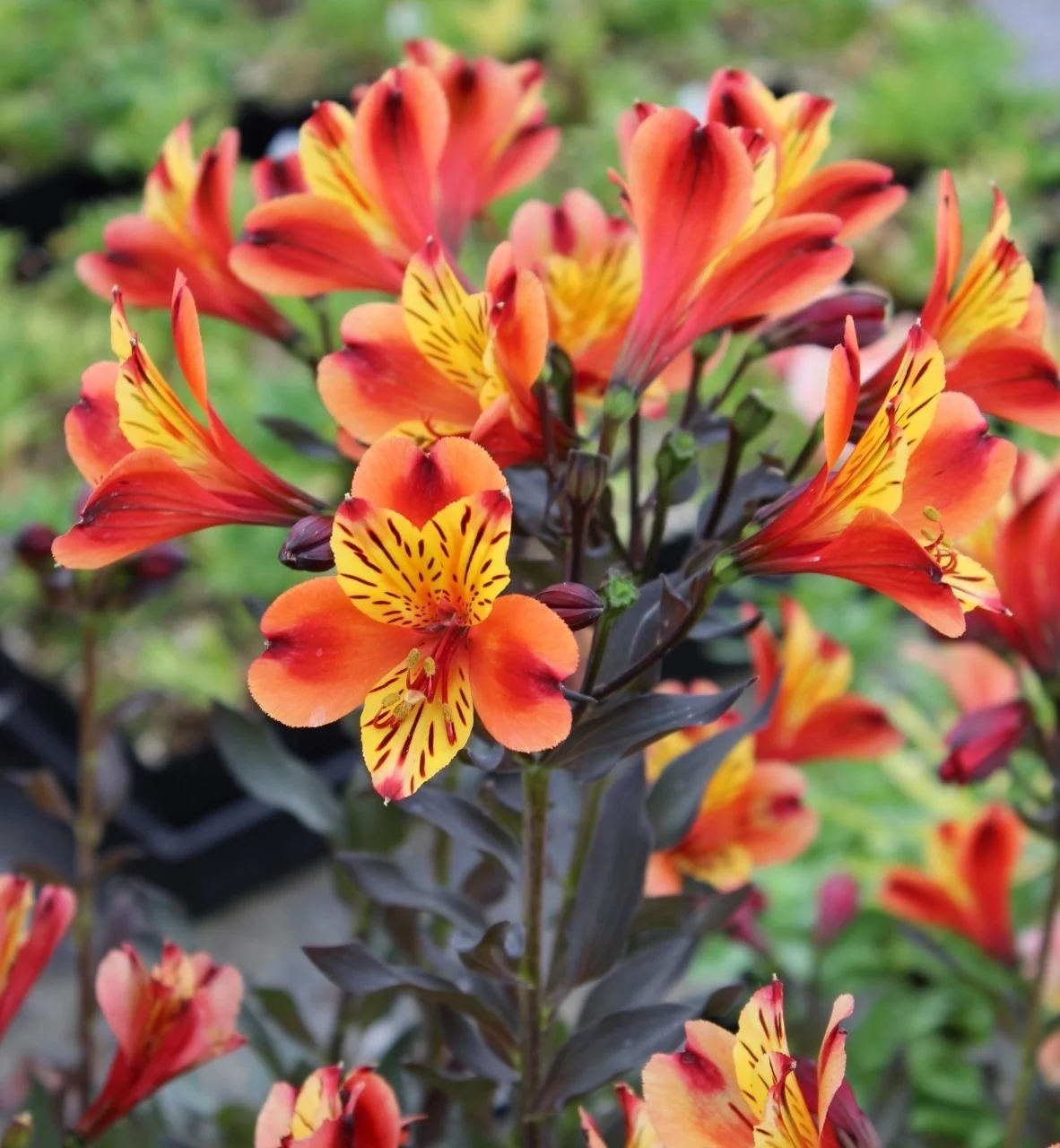Alstroemeria 'Indian Summer' | Peruvian Lily - Image 2