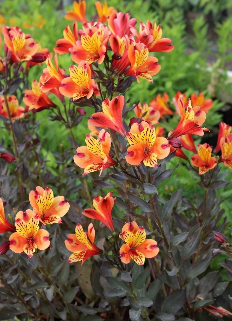 Alstroemeria 'Indian Summer' | Peruvian Lily - Image 3