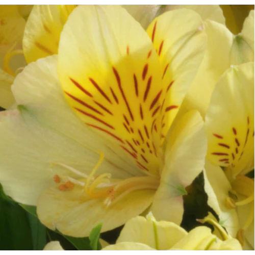 Alstroemeria Inticancha Yellow - Image 2