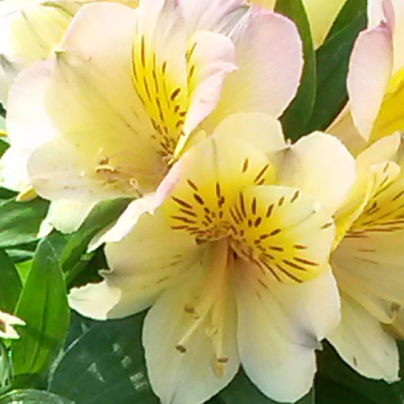 Alstroemeria Inticancha Yellow - Image 3