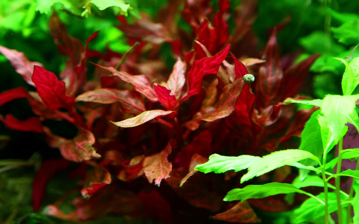 Alternanthera reineckii 'Rosanervig' 023D - Image 3