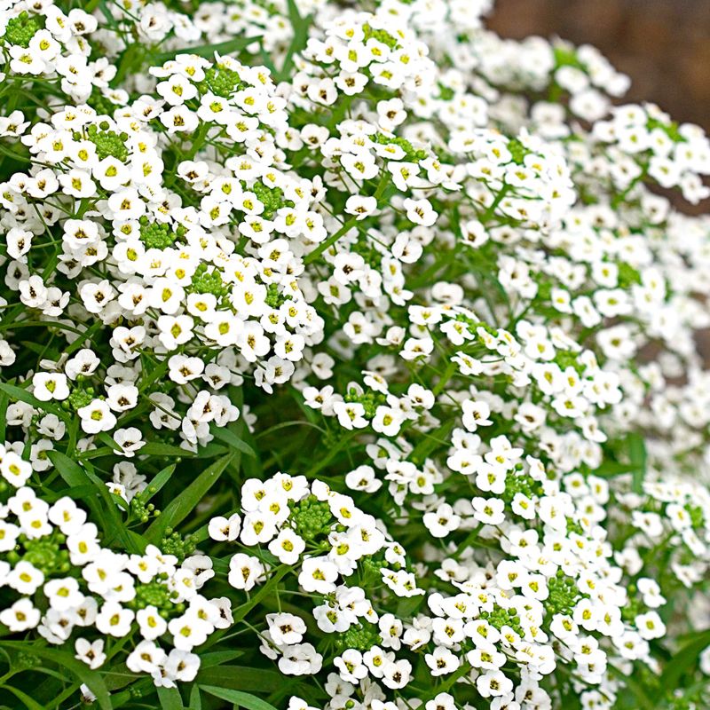 Alyssum White 12 Pack