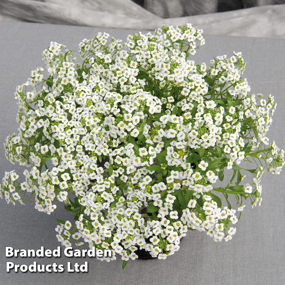 Alyssum 'Giga White' - Image 3