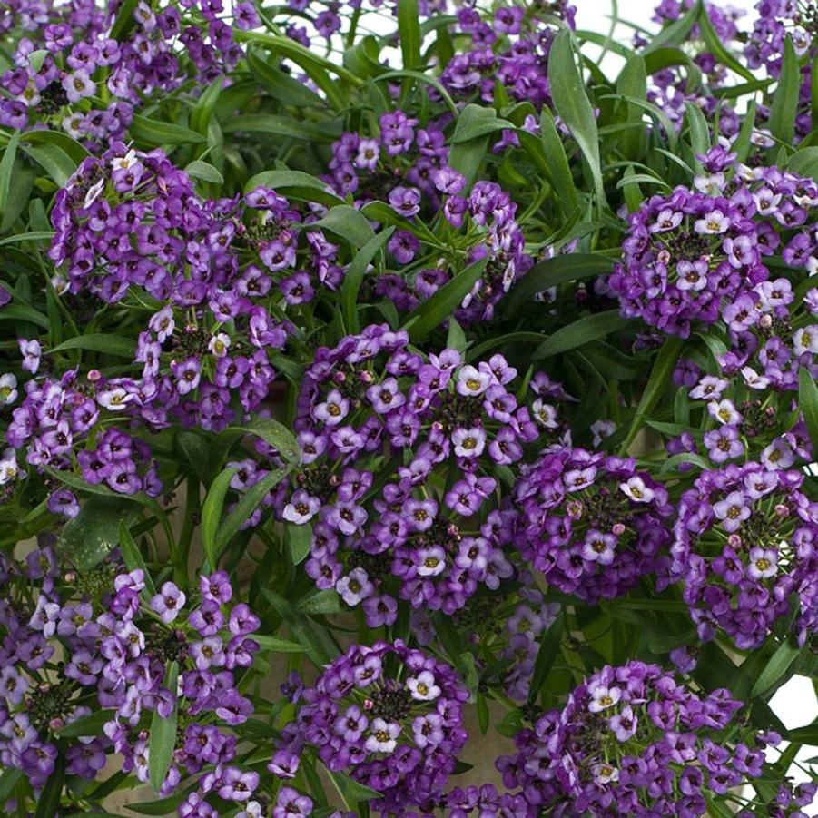Alyssum Trailing Lavender 10cm