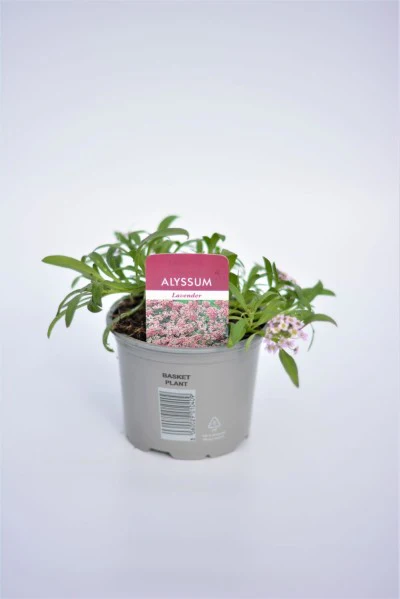 Alyssum Trailing Lavender 10cm - Image 2